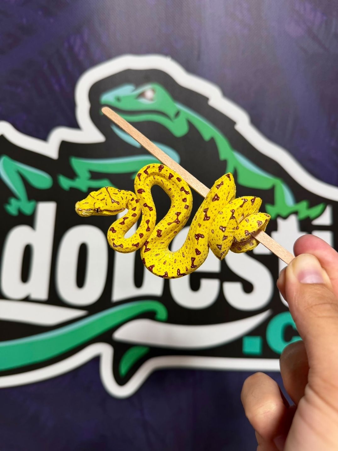 Morelia viridis biak Nº2 Macho