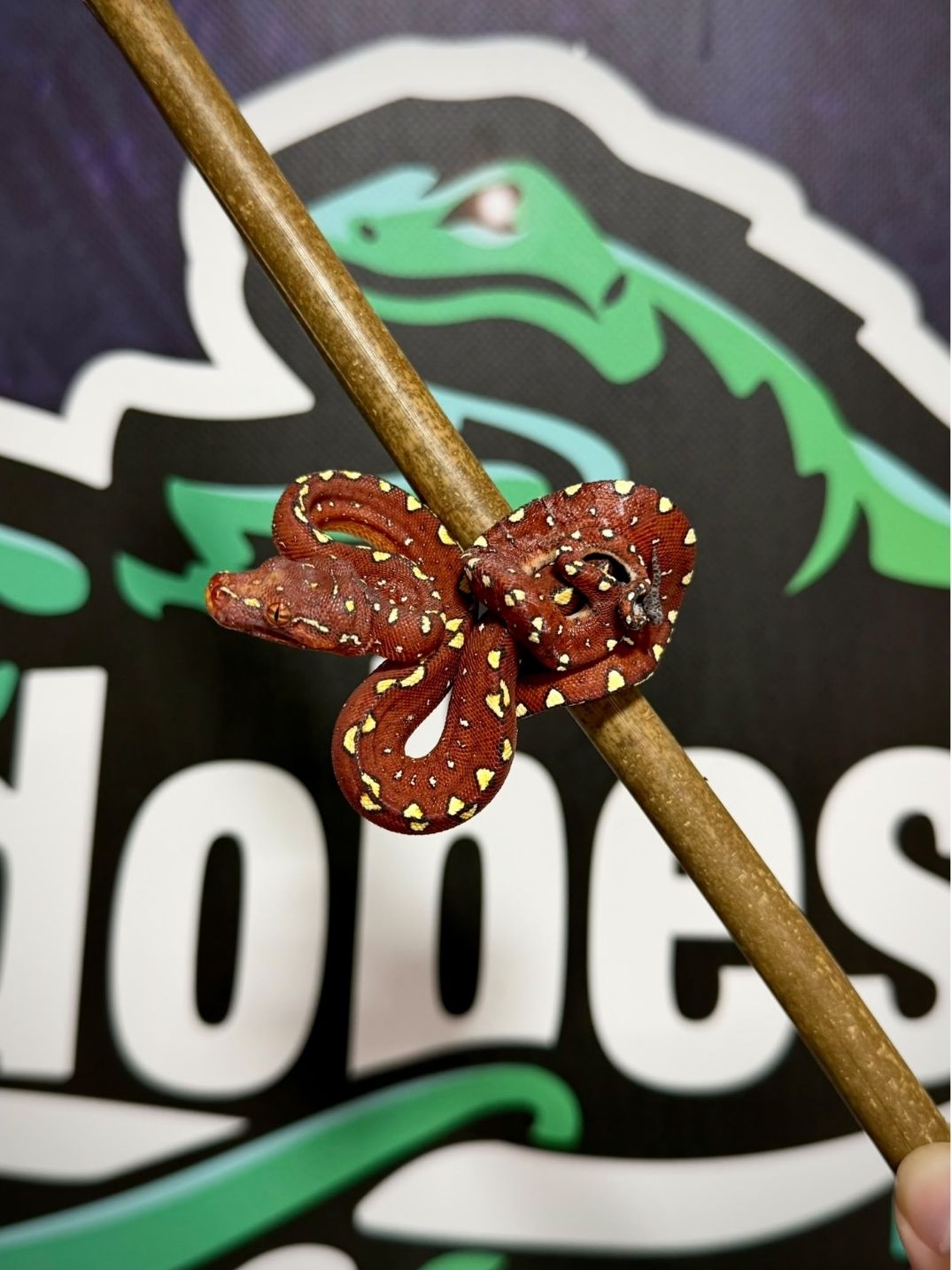 Morelia viridis biak Red Nº3 Hembra