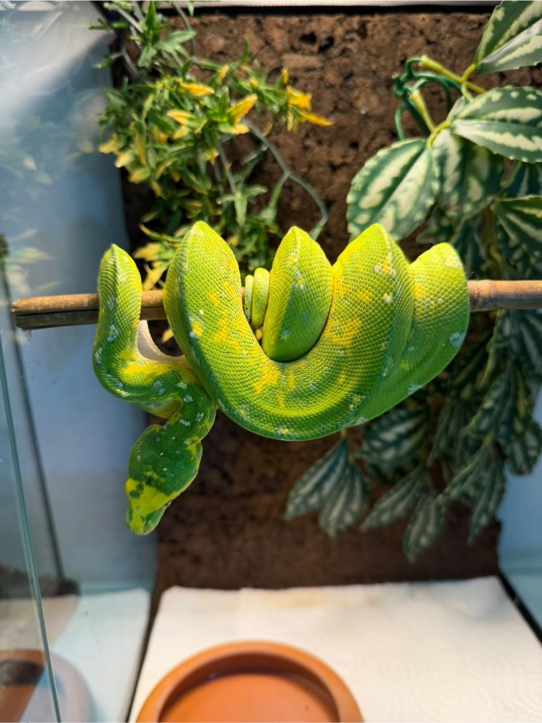 Morelia viridis biak Nº5 Hembra adulta