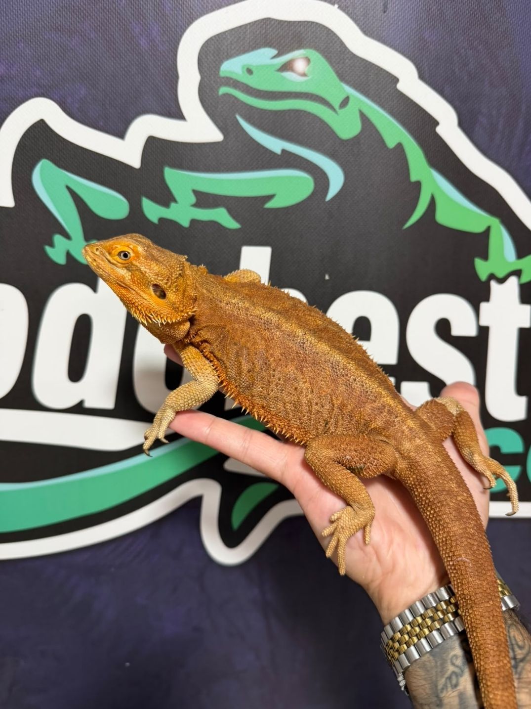 Pogona vitticeps Orange – Reproductoras