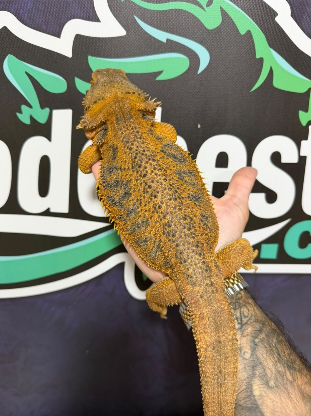 Pogona vitticeps Orange – Reproductoras - Imagen 3