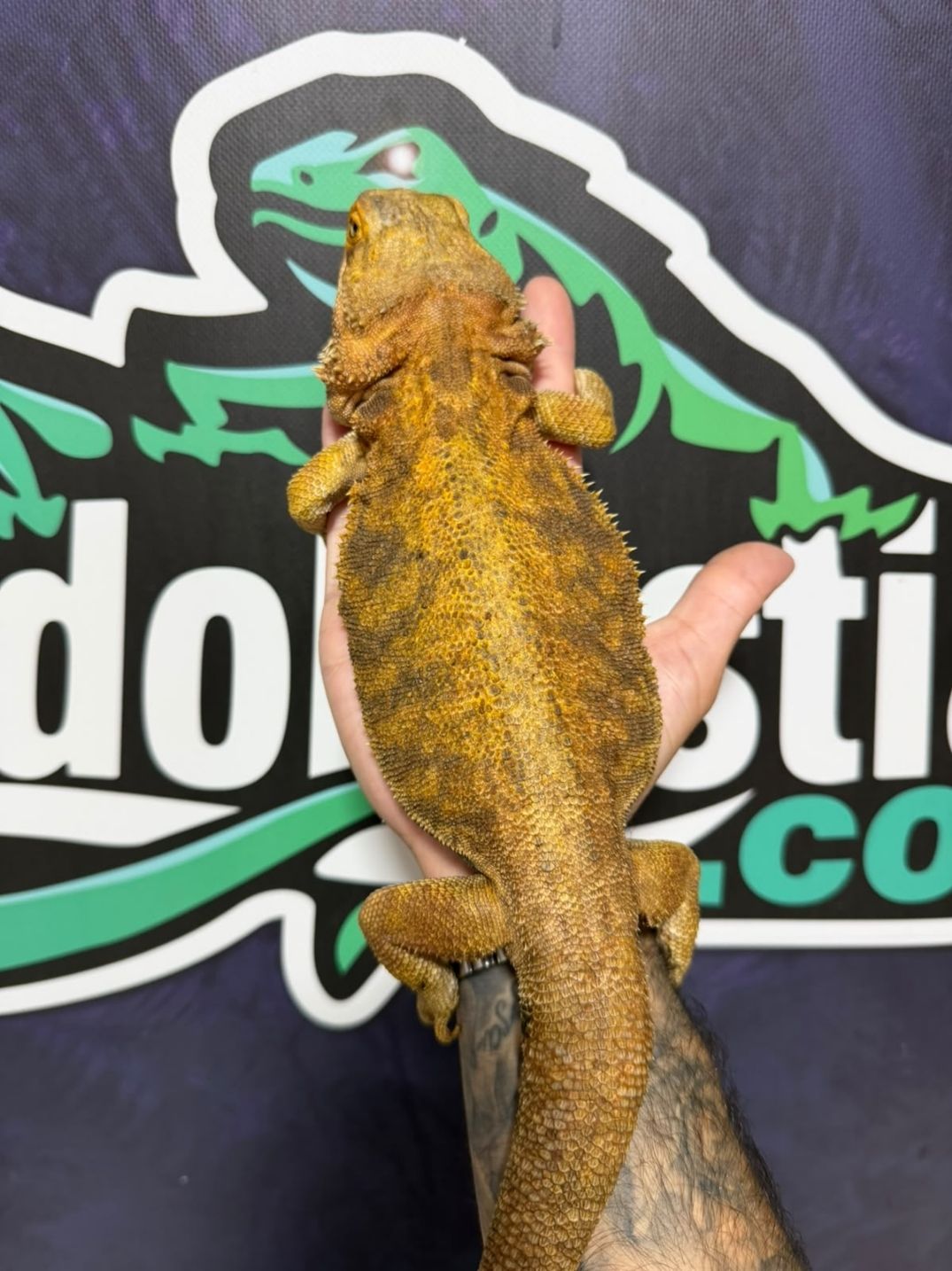 Pogona vitticeps Orange – Reproductoras - Imagen 4
