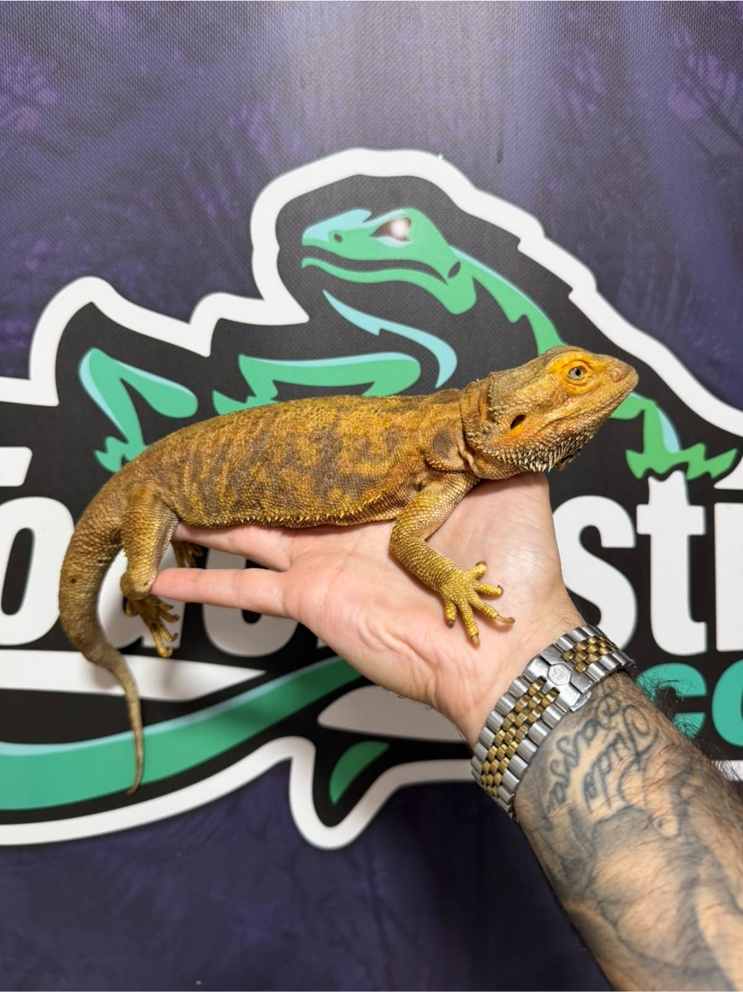 Pogona vitticeps Orange – Reproductoras - Imagen 5