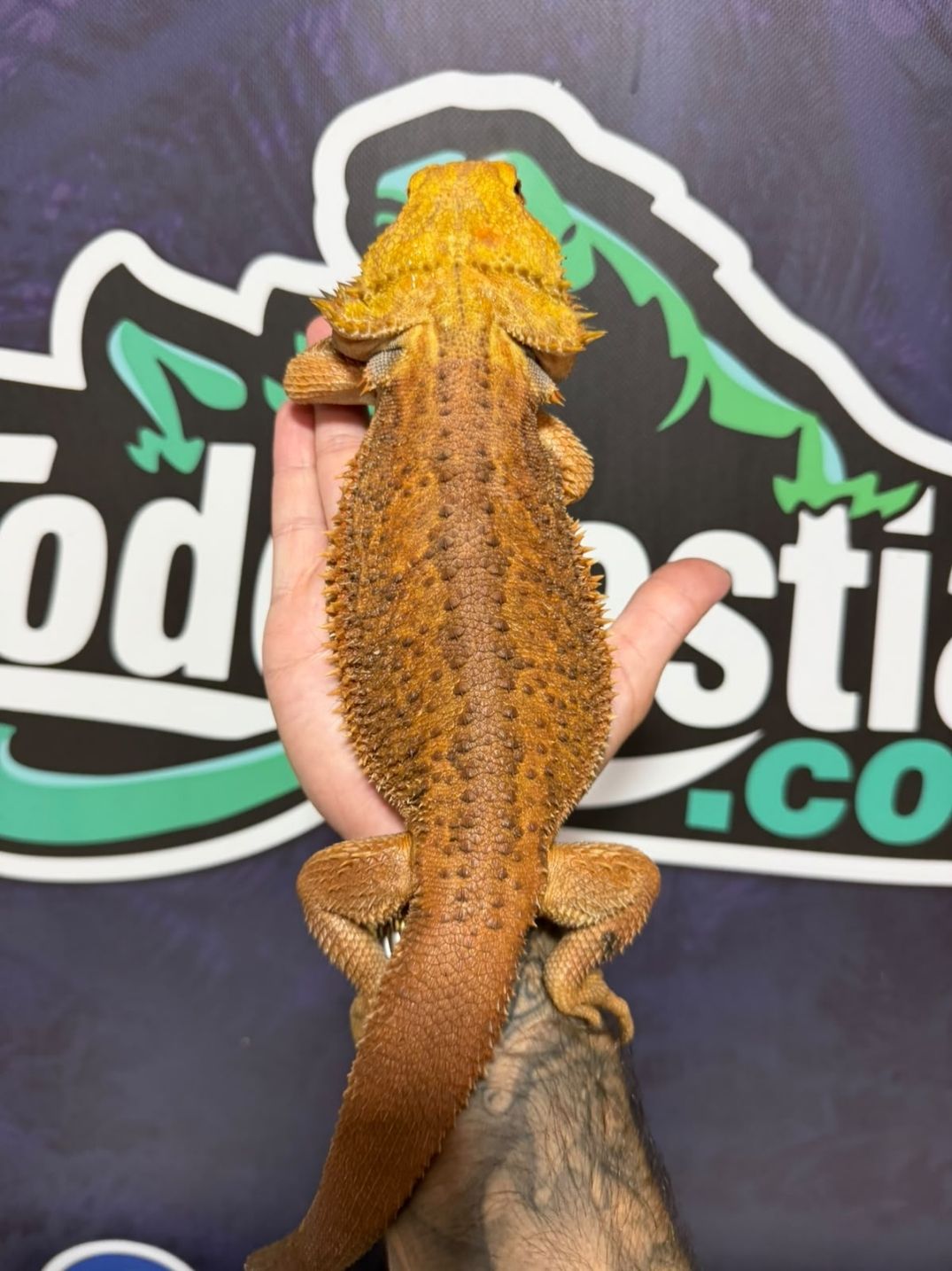 Pogona vitticeps Orange – Reproductoras - Imagen 2