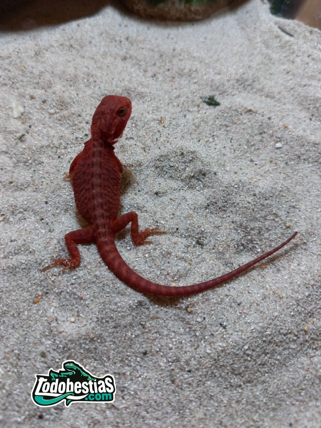 Pogona vitticeps Red Hypo Trans – Juveniles - Imagen 2