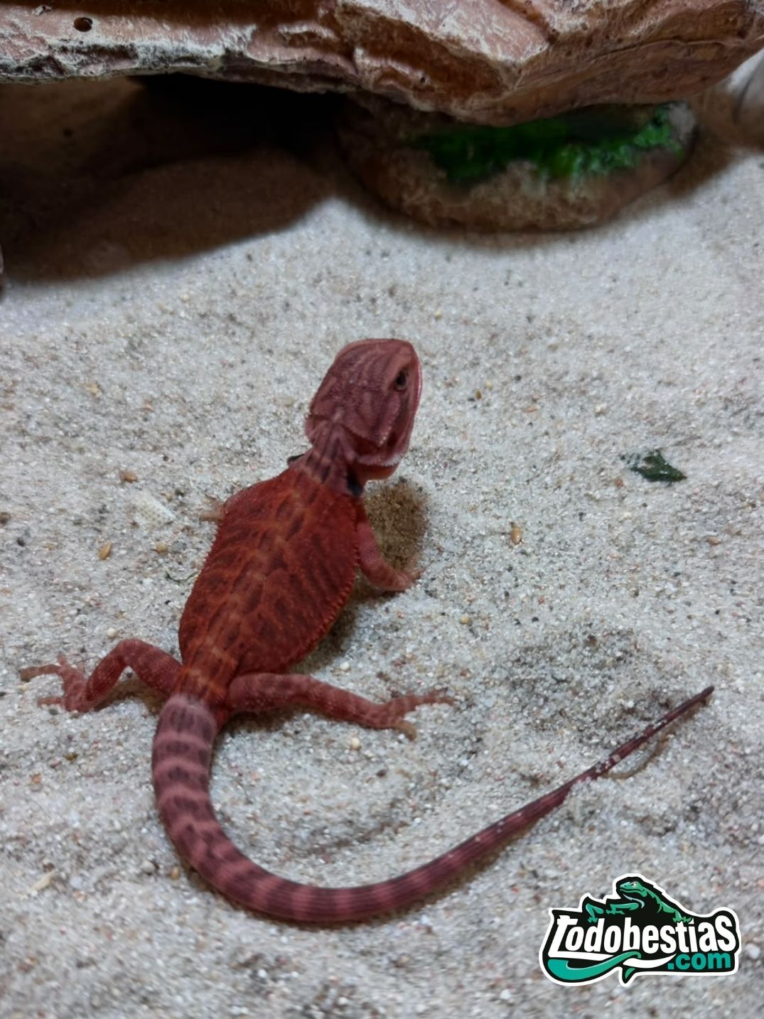 Pogona vitticeps Red Hypo Trans – Juveniles - Imagen 3