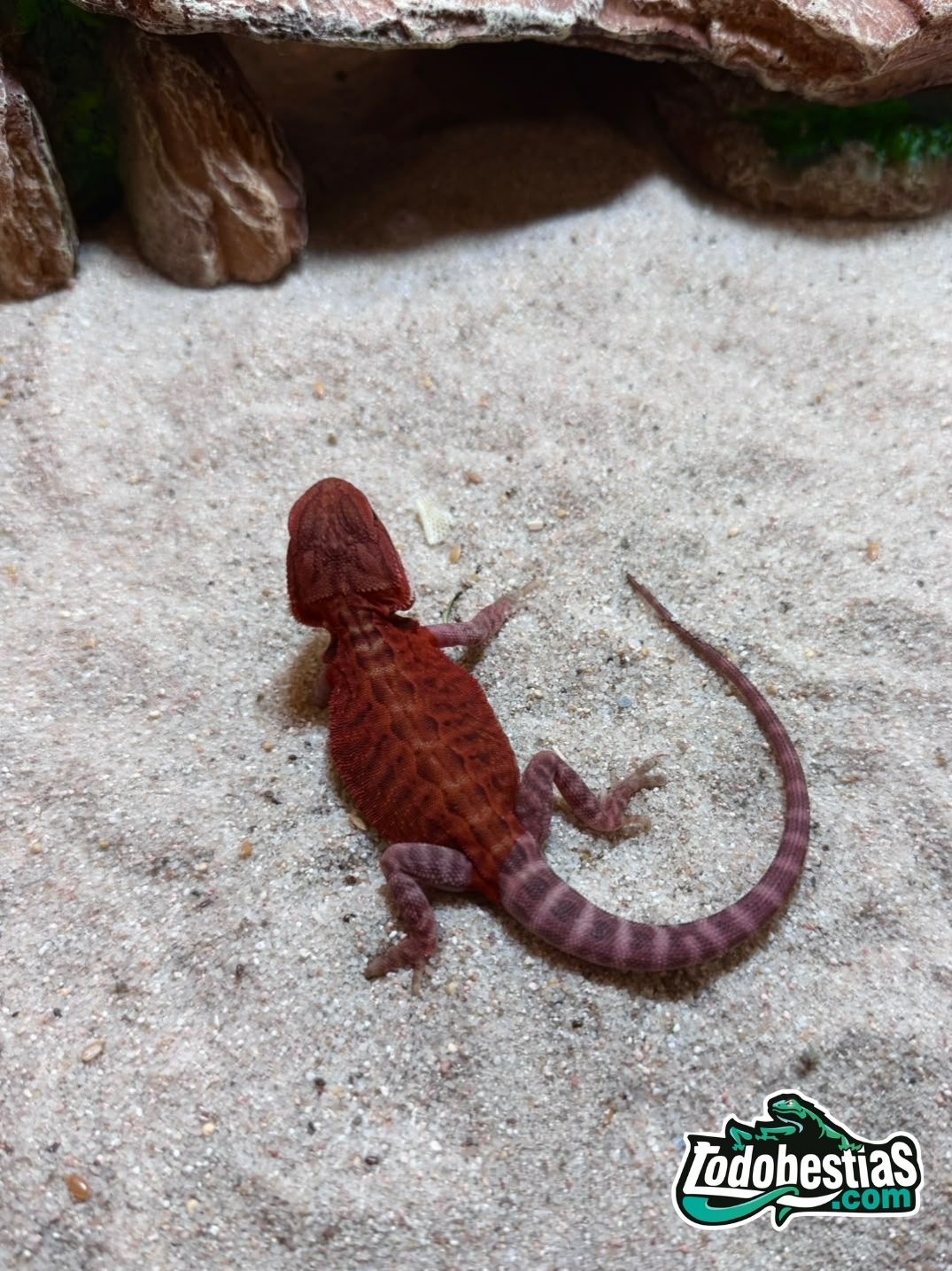 Pogona vitticeps Red Hypo Trans – Juveniles - Imagen 4