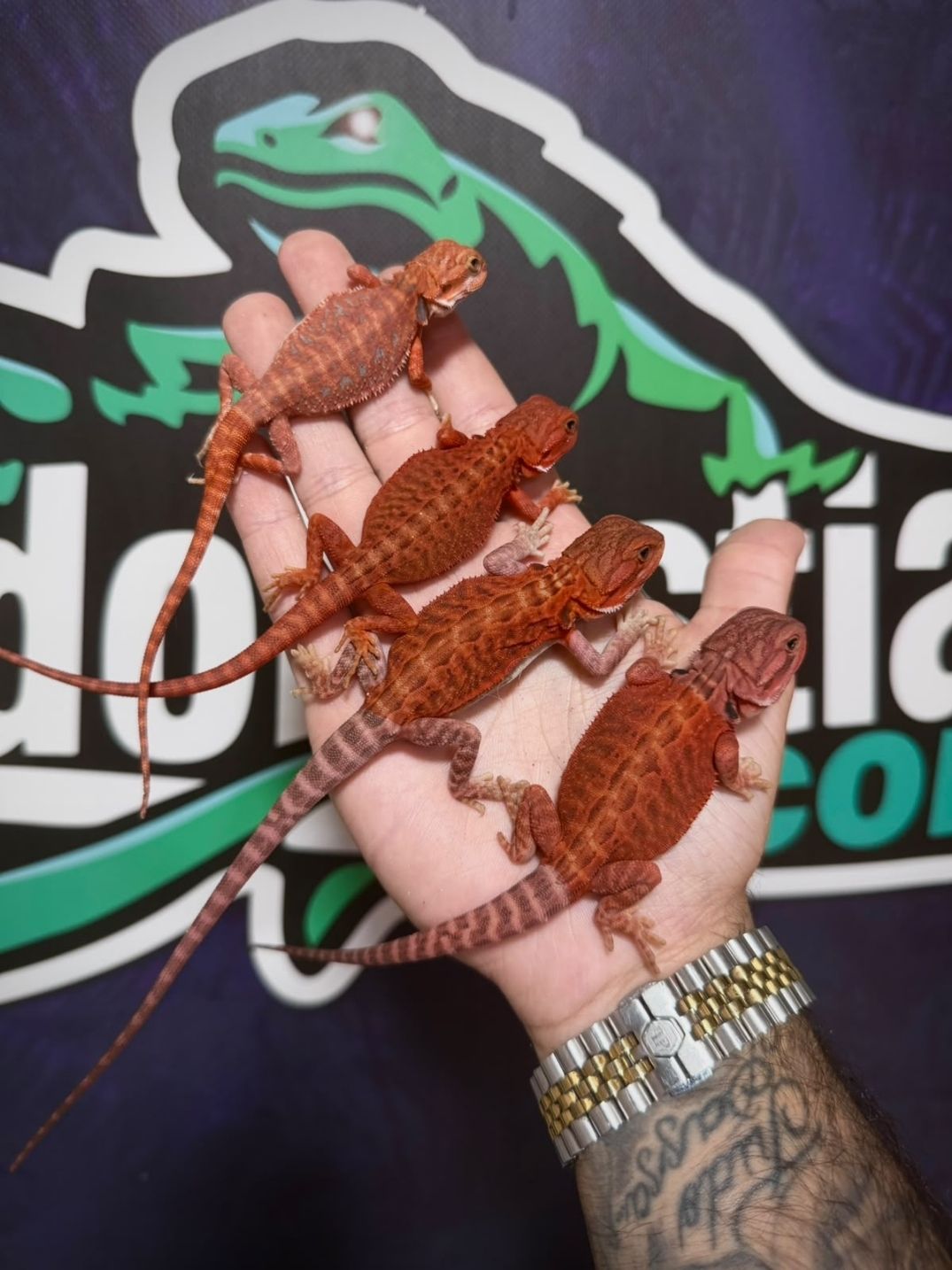 Pogona vitticeps Red Hypo Trans – Juveniles
