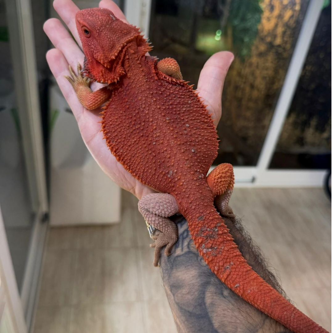 Pogona vitticeps Red Hypo Trans – Macho Subadulto