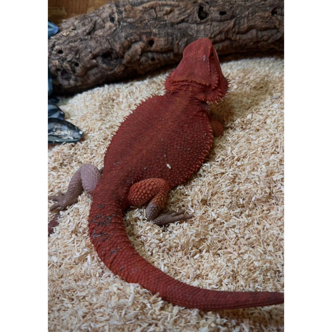 Pogona vitticeps Red Hypo Trans – Macho Subadulto - Imagen 2