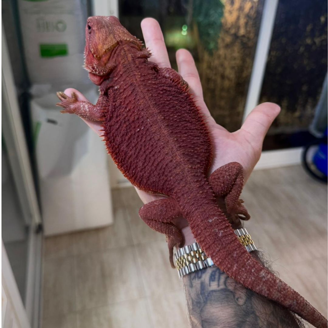 Pogona vitticeps Red Hypo – Hembra Subadulta