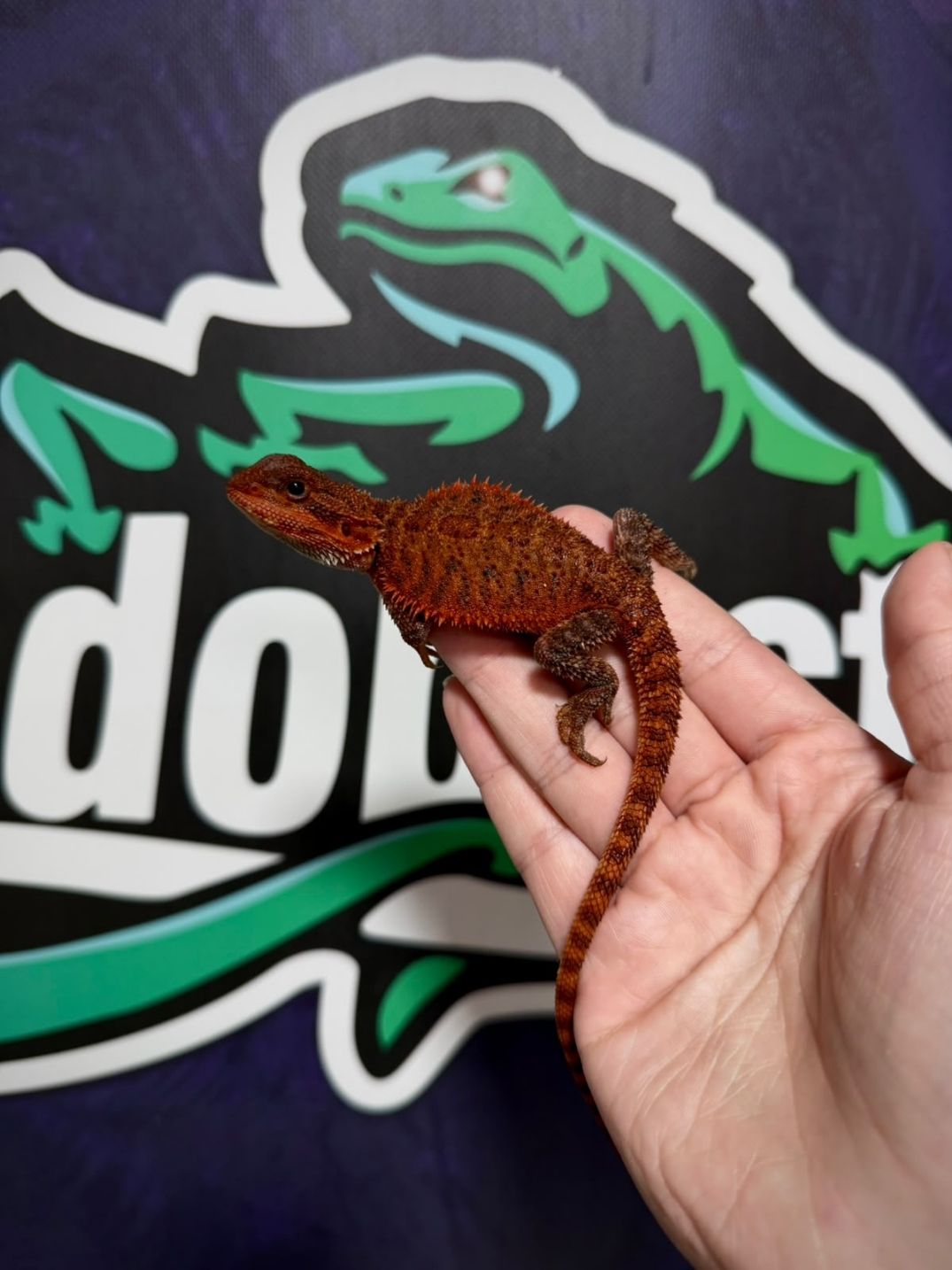 Pogona vitticeps Red Monster - Imagen 2