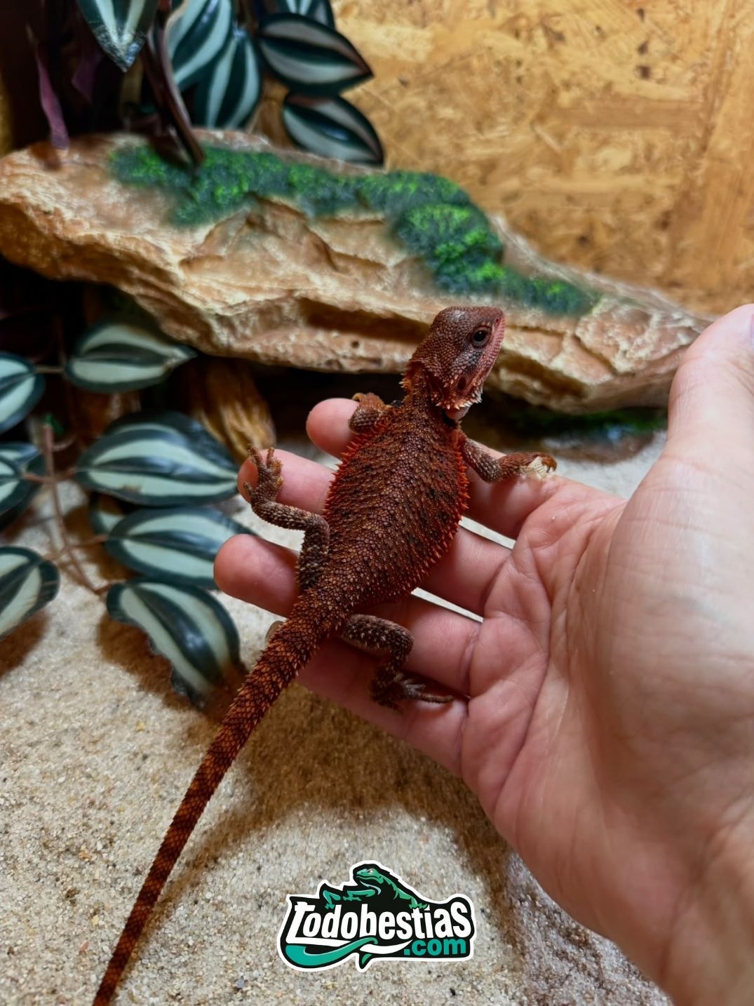 Pogona vitticeps Red Monster - Imagen 3