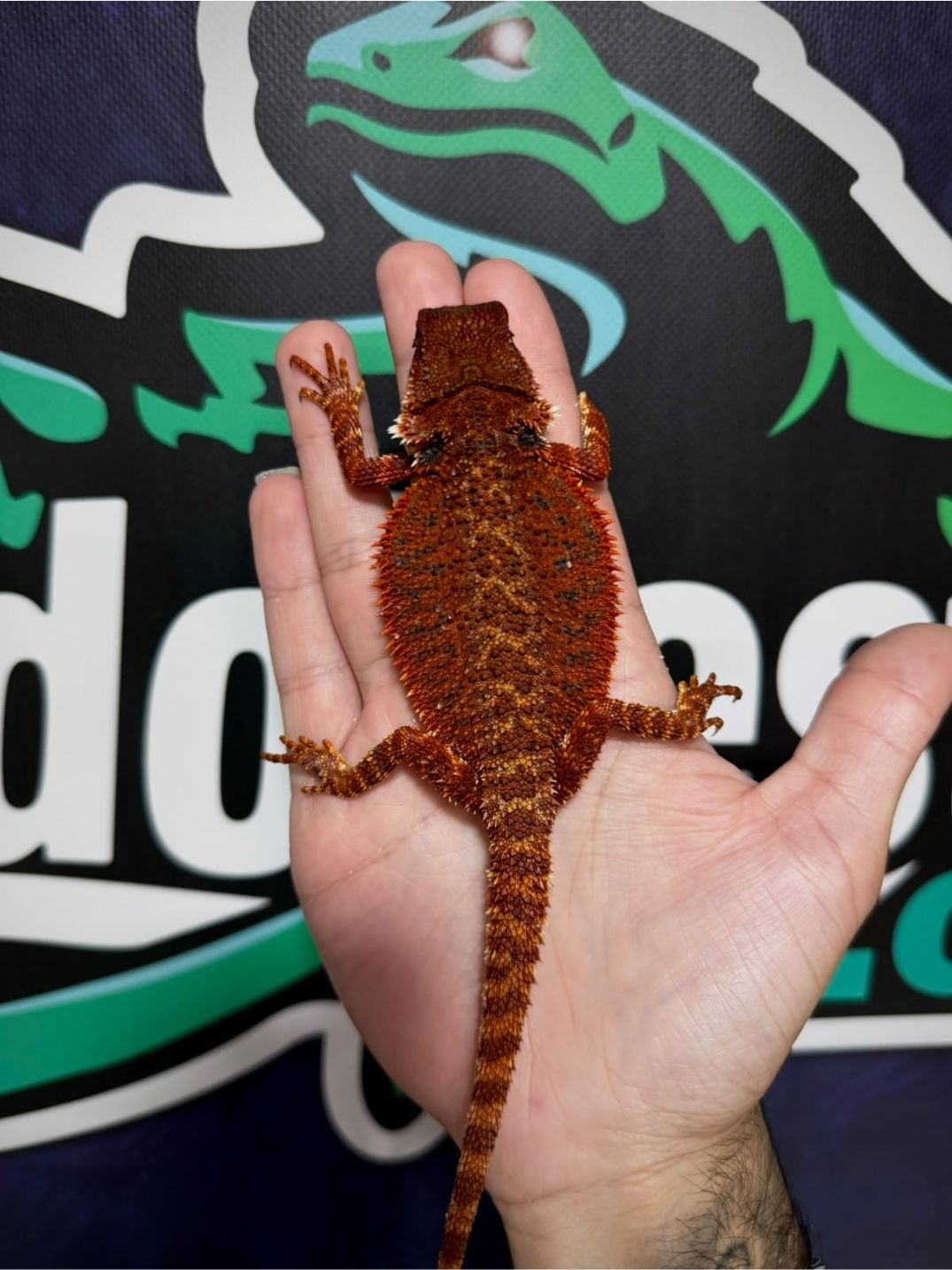 Pogona vitticeps Red Monster - Imagen 4