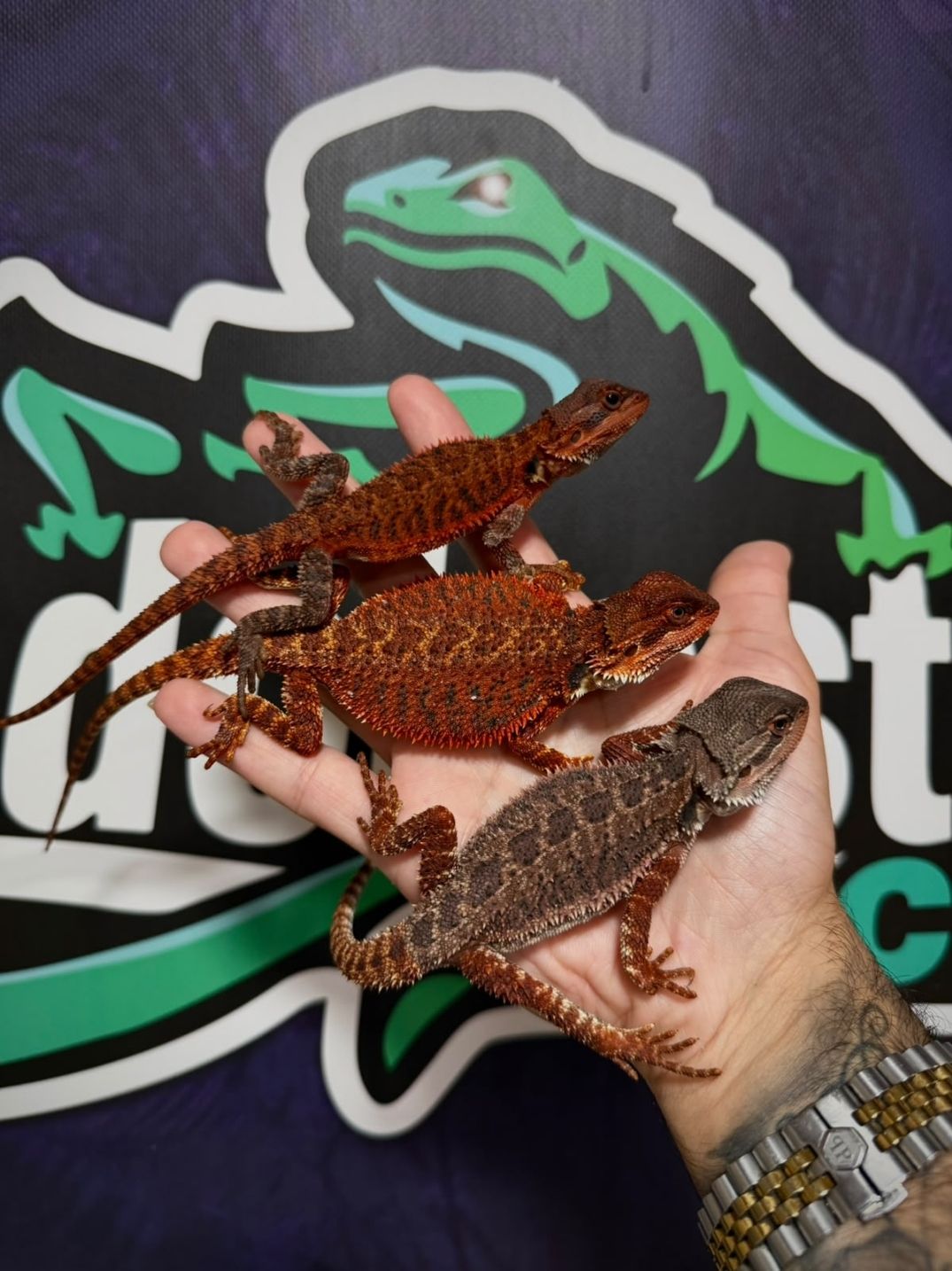 Pogona vitticeps Red Monster