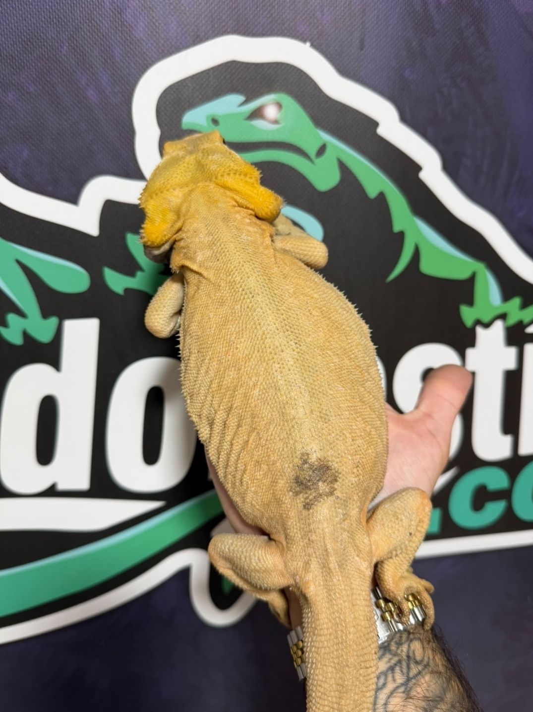 Pogona vitticeps Witblits – Macho Reproductor - Imagen 2