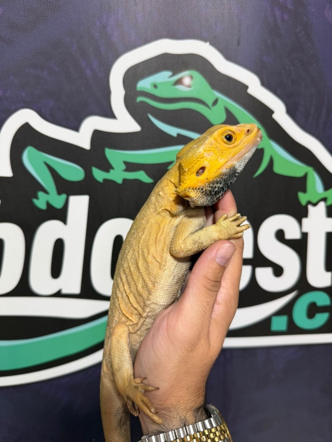Pogona vitticeps Witblits – Macho Reproductor