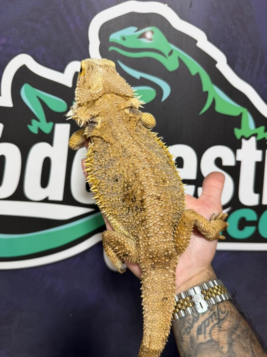 Pogona vitticeps citrus – Reproductoras - Imagen 2