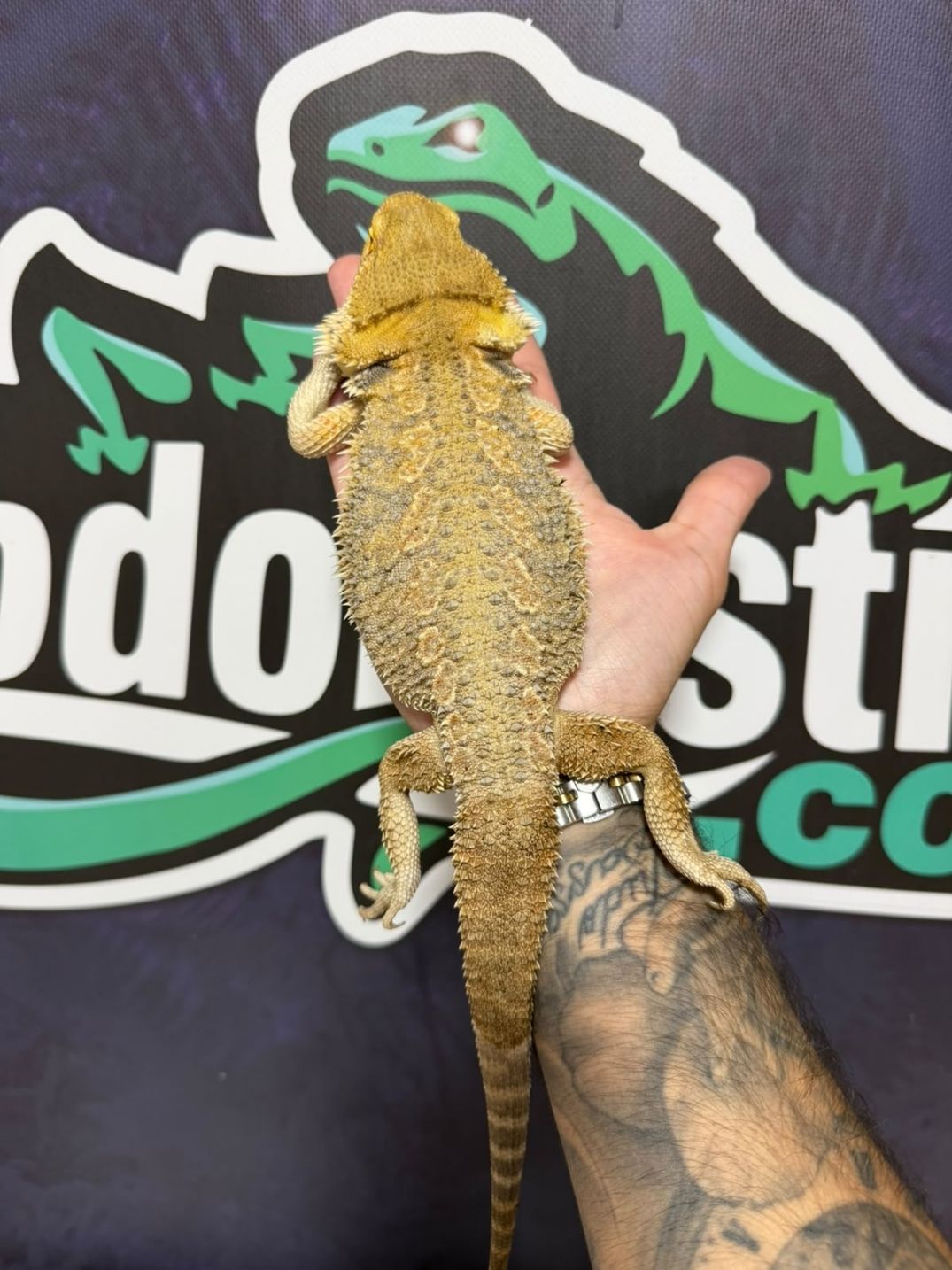 Pogona vitticeps citrus – Reproductoras