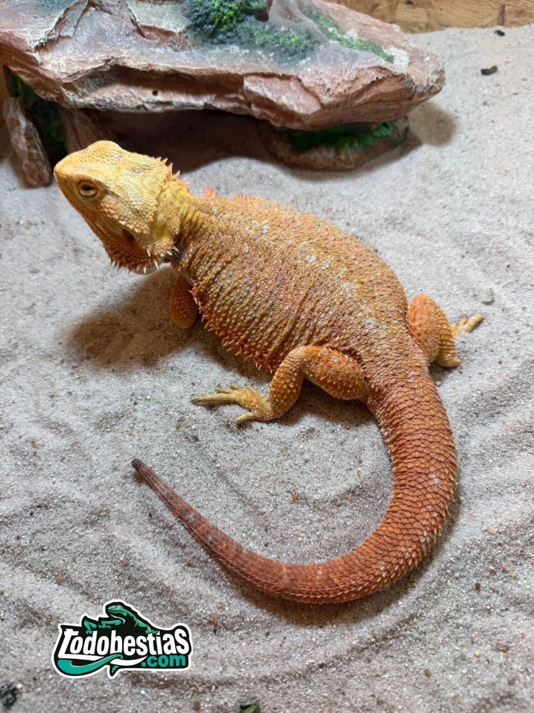 Pogonas vitticeps Het witblist hembras reproductoras - Imagen 3