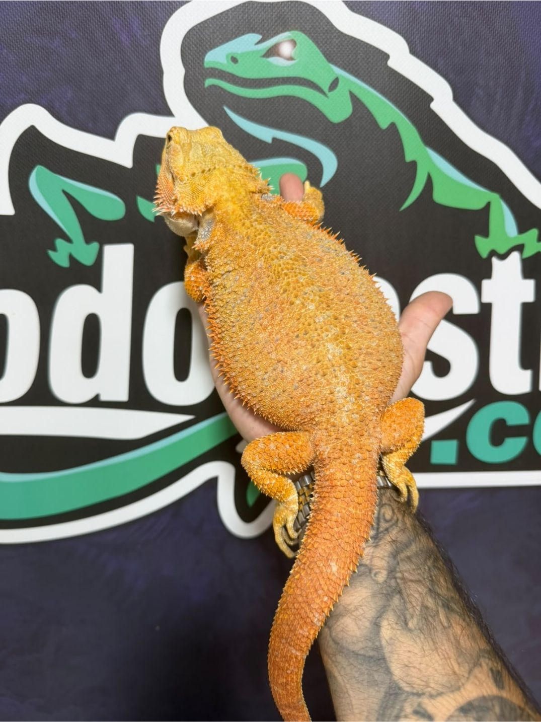 Pogonas vitticeps Het witblist hembras reproductoras - Imagen 2