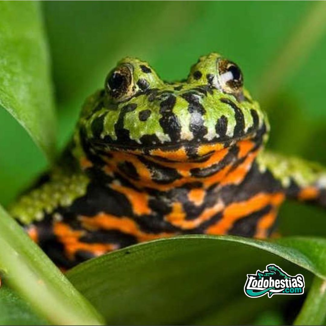 Rana Bombina orientalis