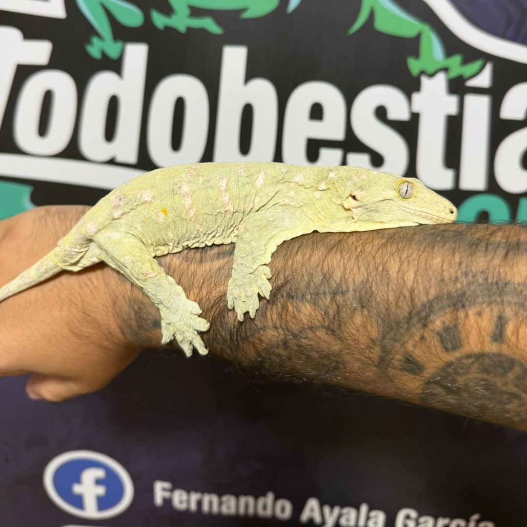 Rhacodactylus leachianus Nuu Ami – Macho Adulto