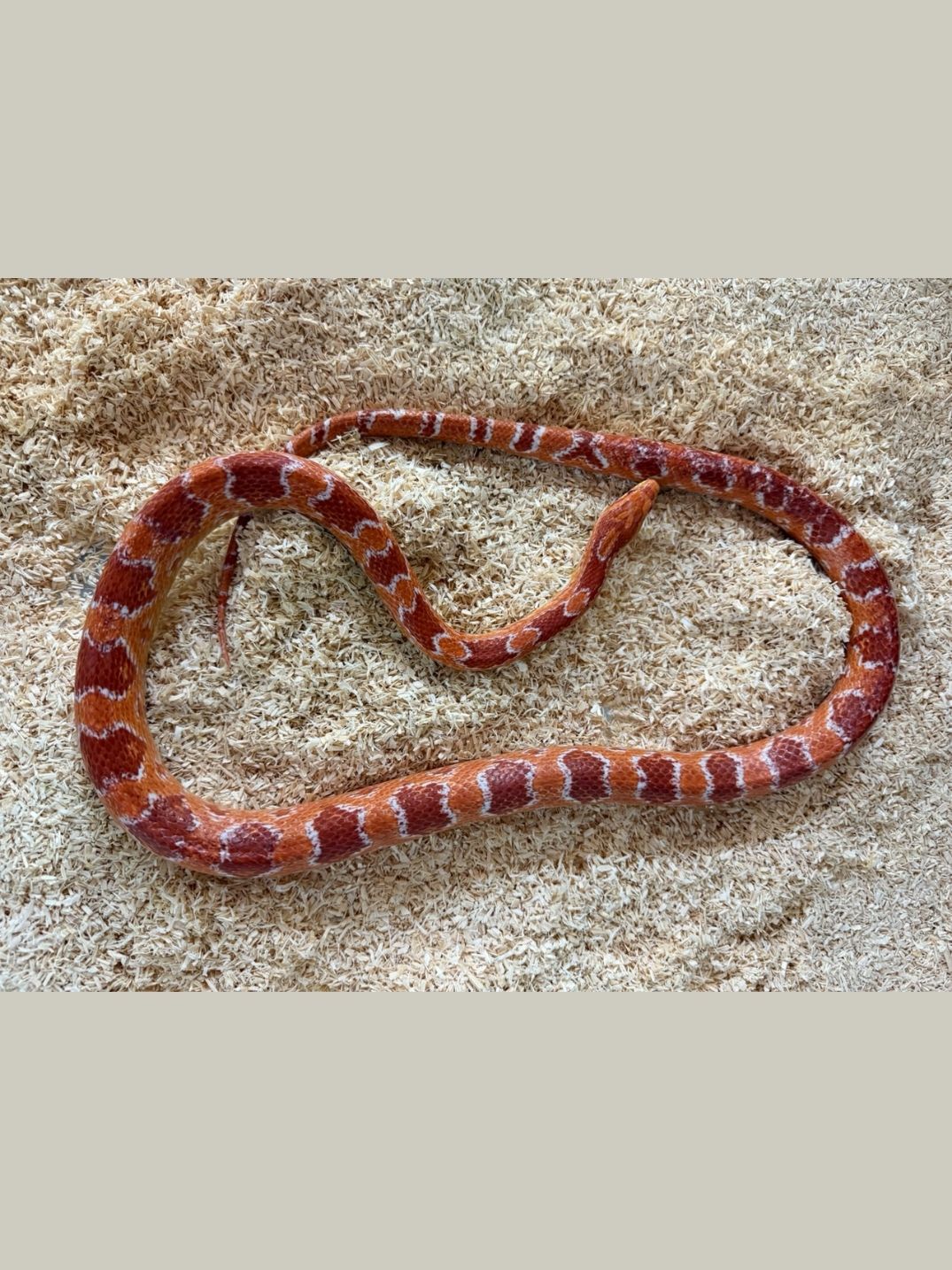 Serpiente del maíz Amel hembra adulta - Imagen 2