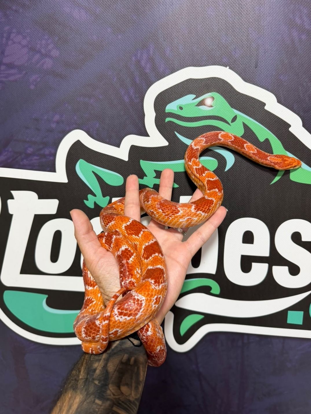 Serpiente del maíz Amel hembra adulta