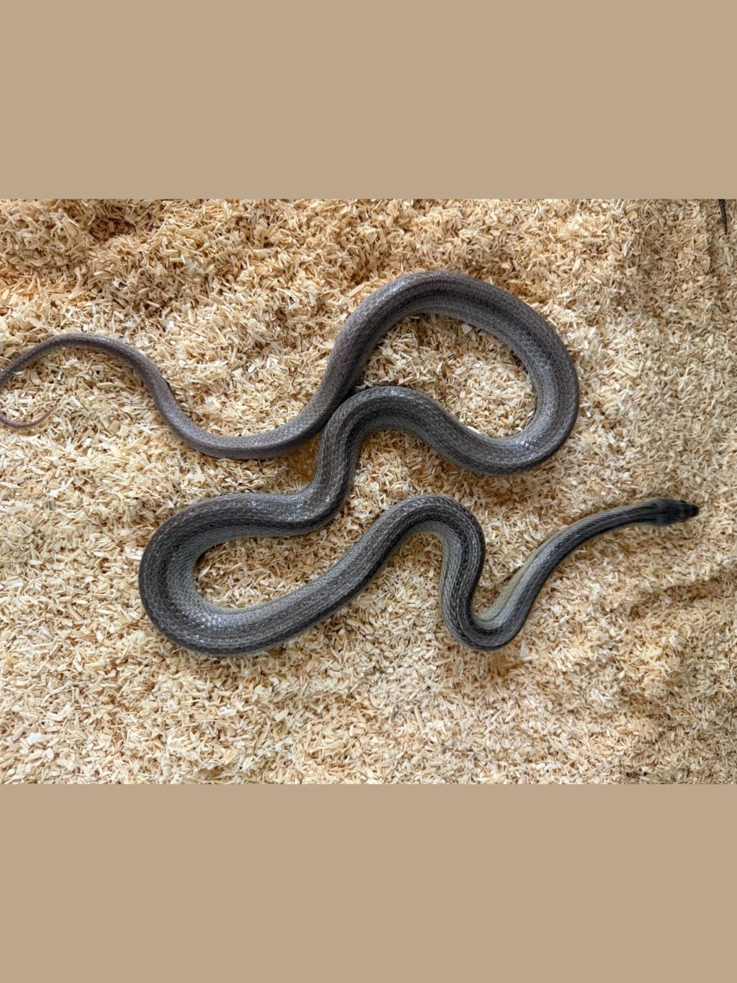 Serpiente del maíz Anery Striped hembra adulta - Imagen 2