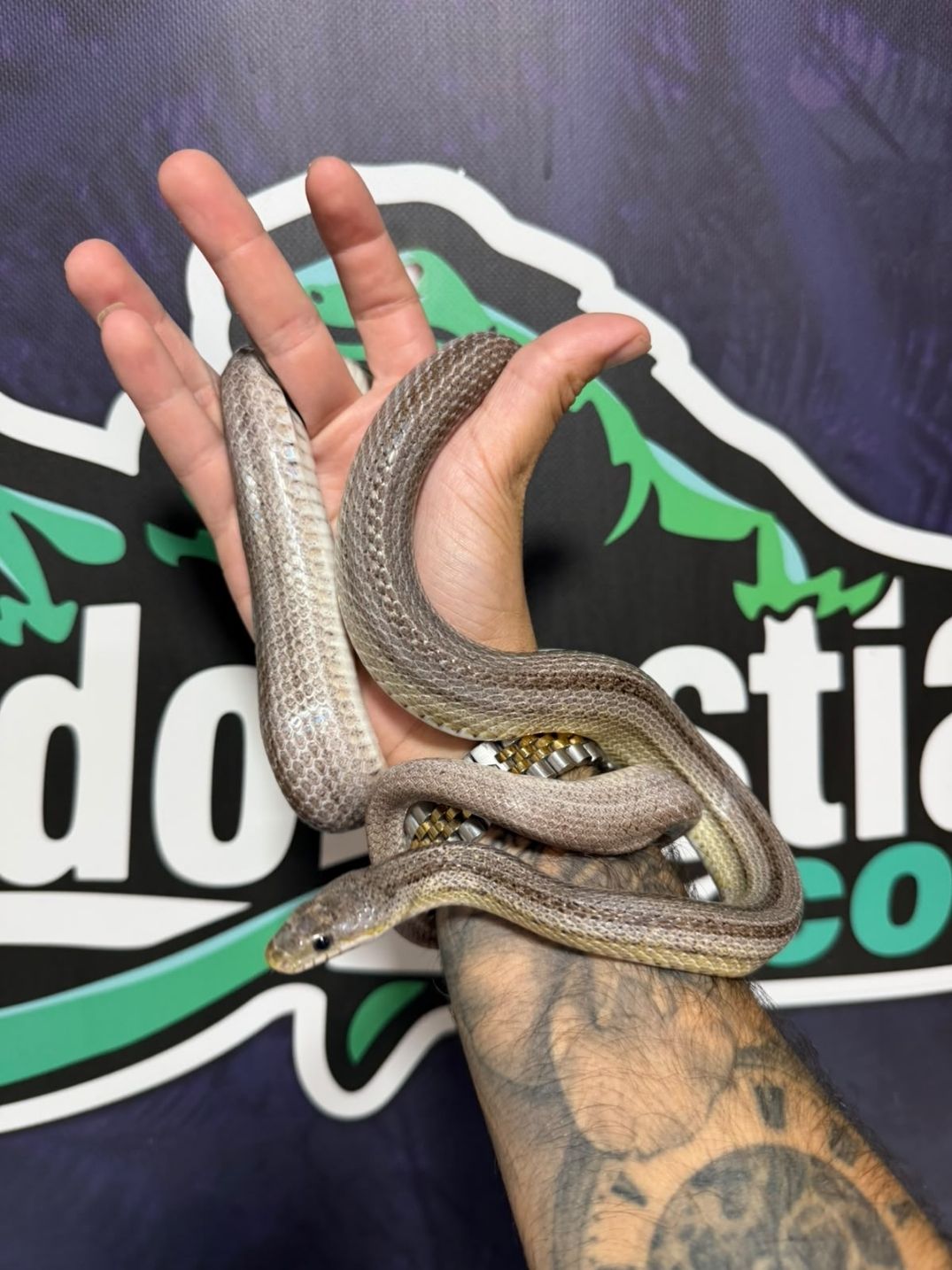 Serpiente del maíz Anery Striped hembra adulta