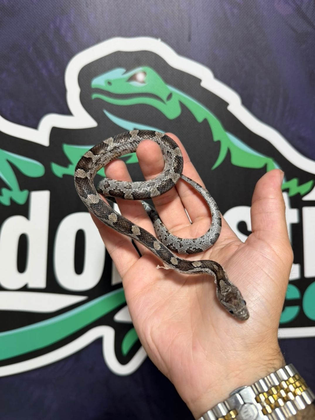Serpiente del maíz Anery medianas
