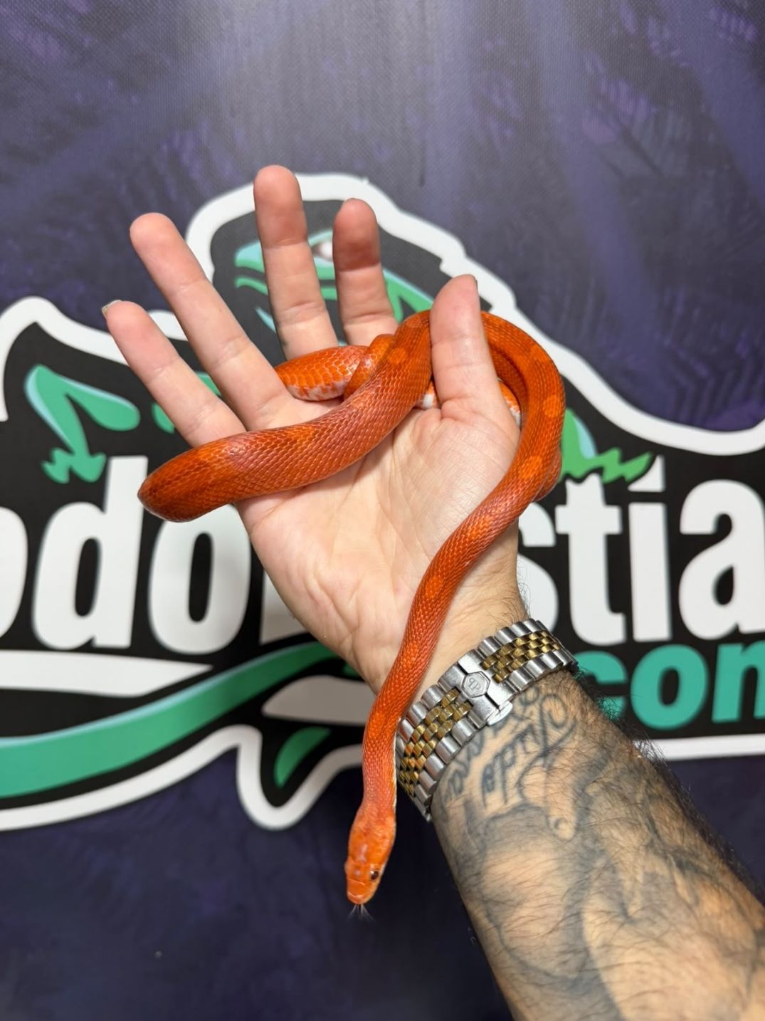 Serpiente del maíz Bloodred het pied medianas
