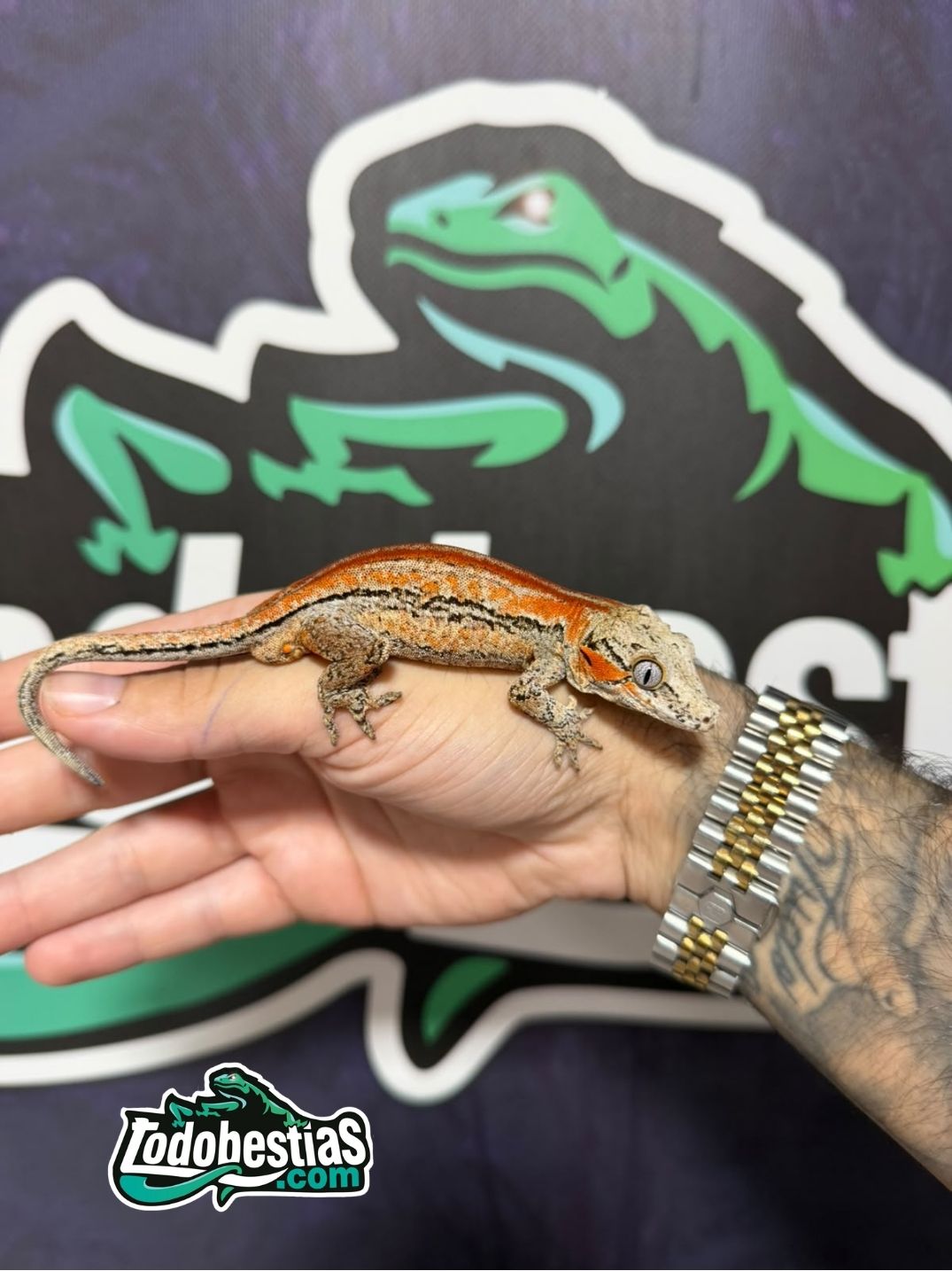 Rhacodactylus auriculatus – Red Striped