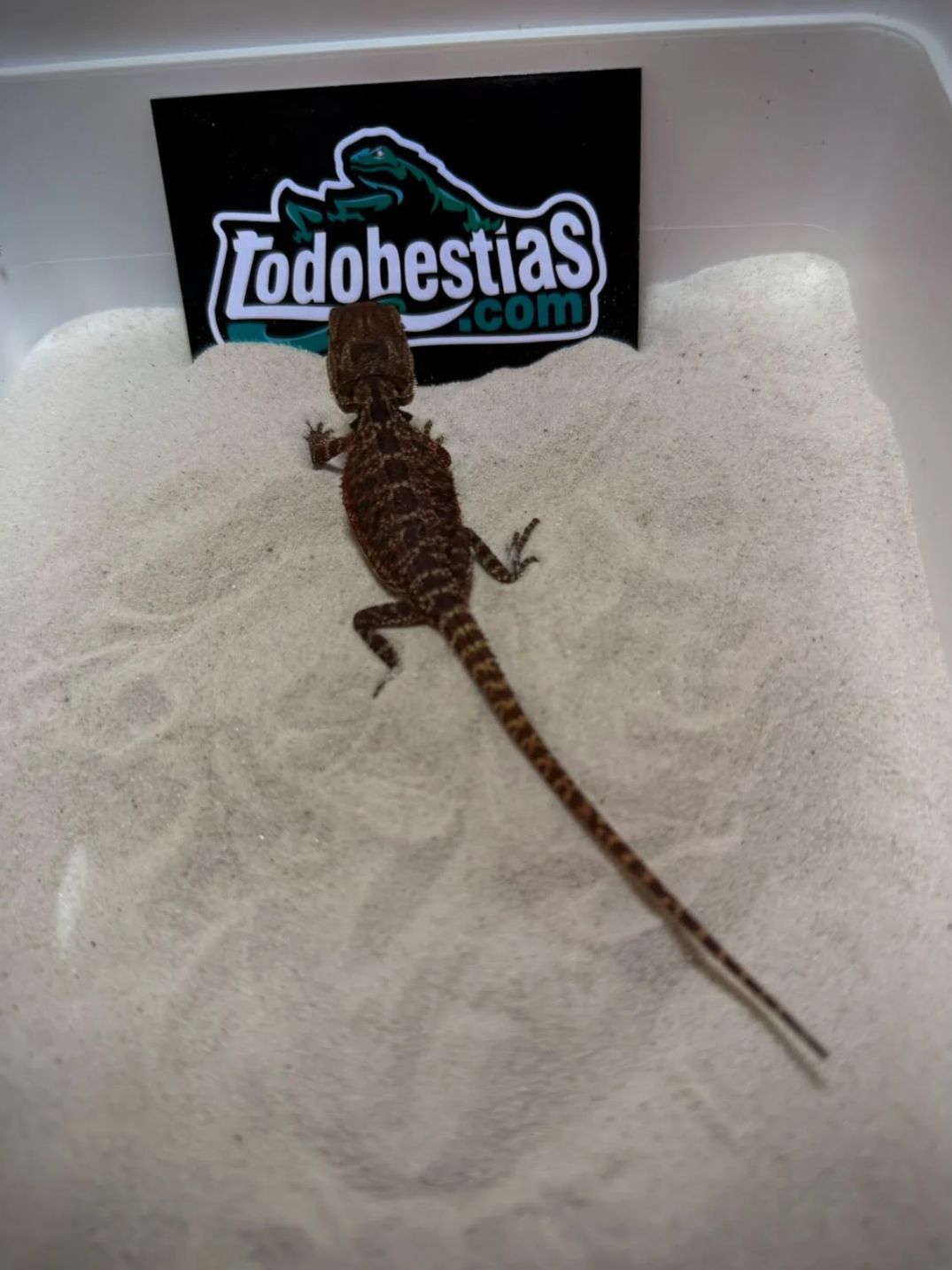 Pogona vitticeps Red Monster Nº4 Hembra