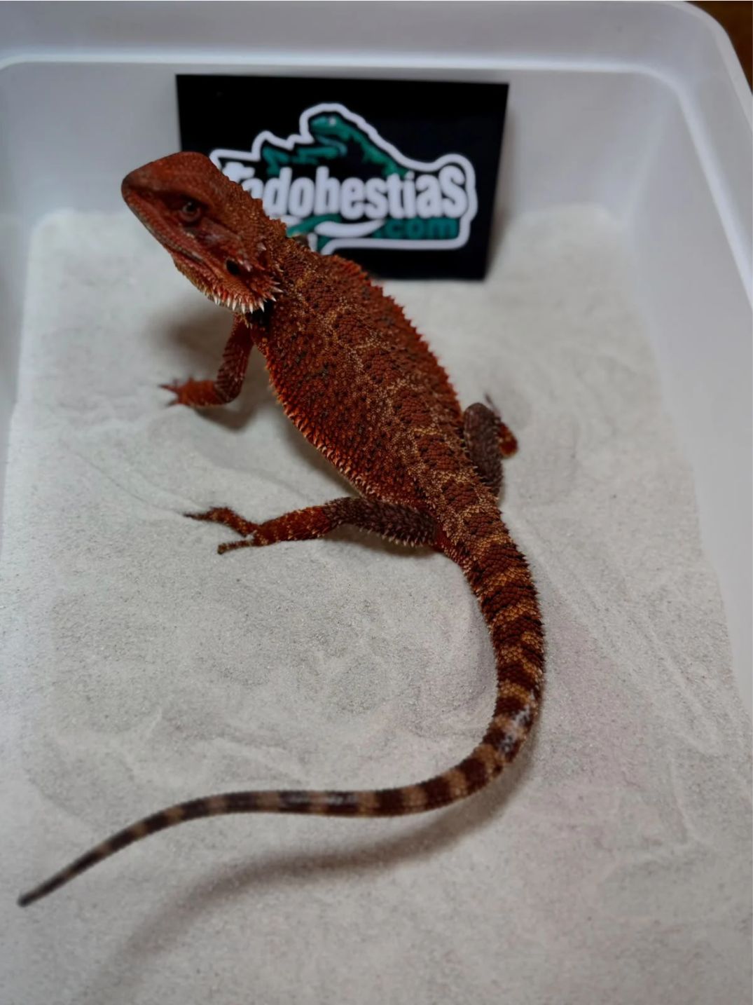 Pogona vitticeps Red Monster Nº2 Hembra