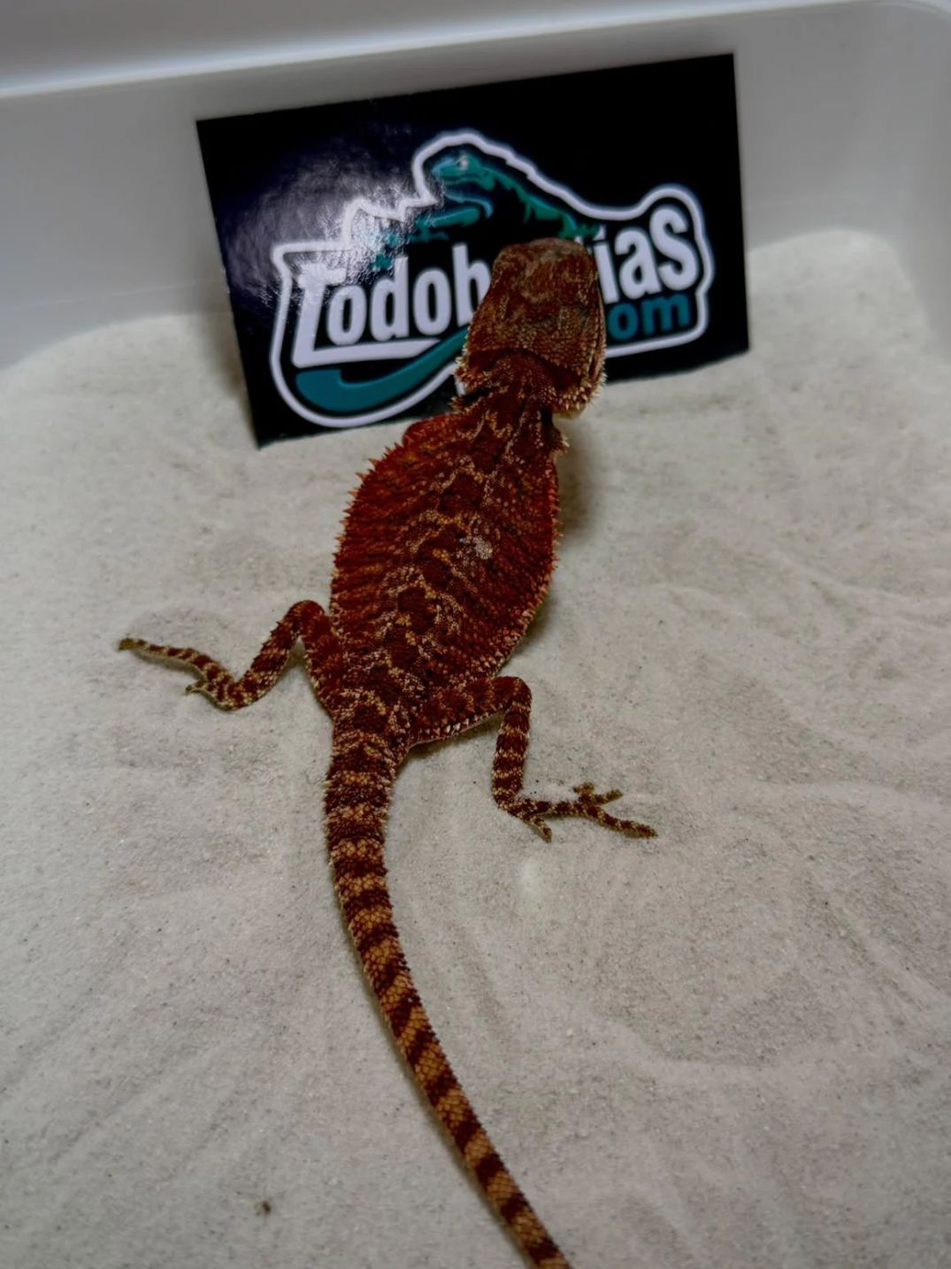 Pogona vitticeps Red Monster Nº7 Macho