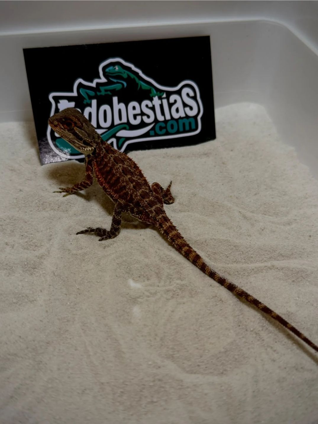 Pogona vitticeps Red Monster Nº8 Hembra
