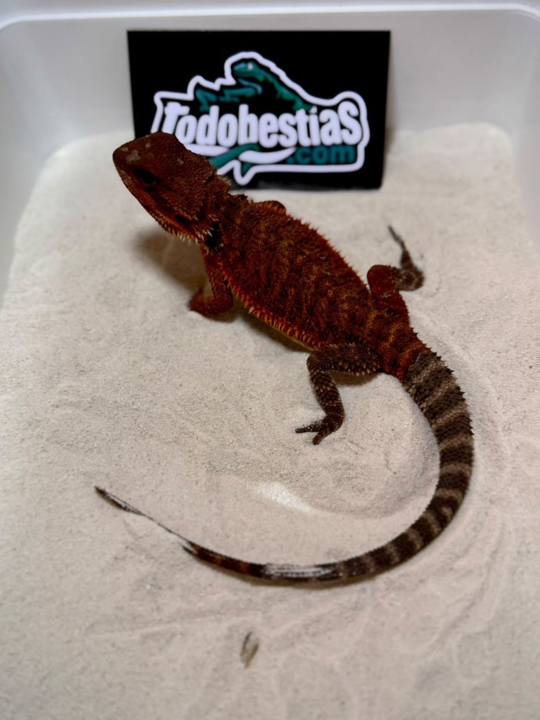 Pogona vitticeps Red Monster Nº9 Hembra