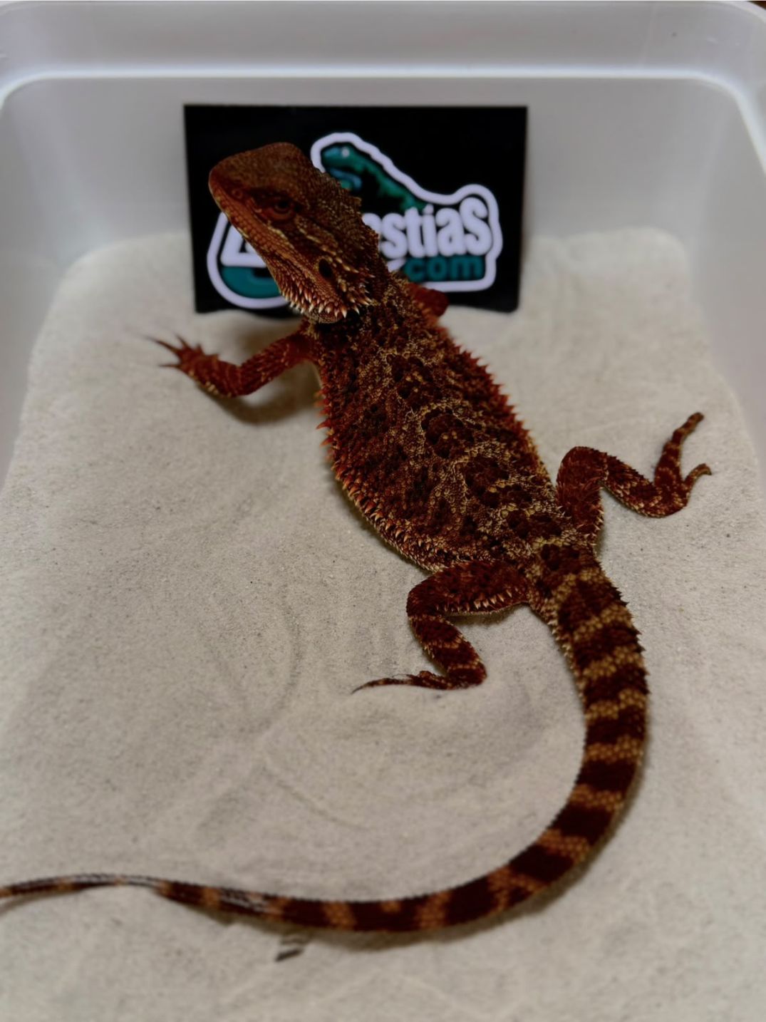 Pogona vitticeps Red Monster Nº10 Hembra