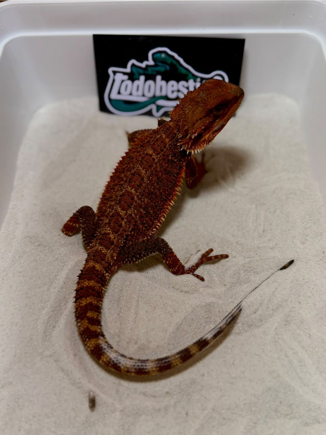 Pogona vitticeps Red Monster Nº11 Hembra