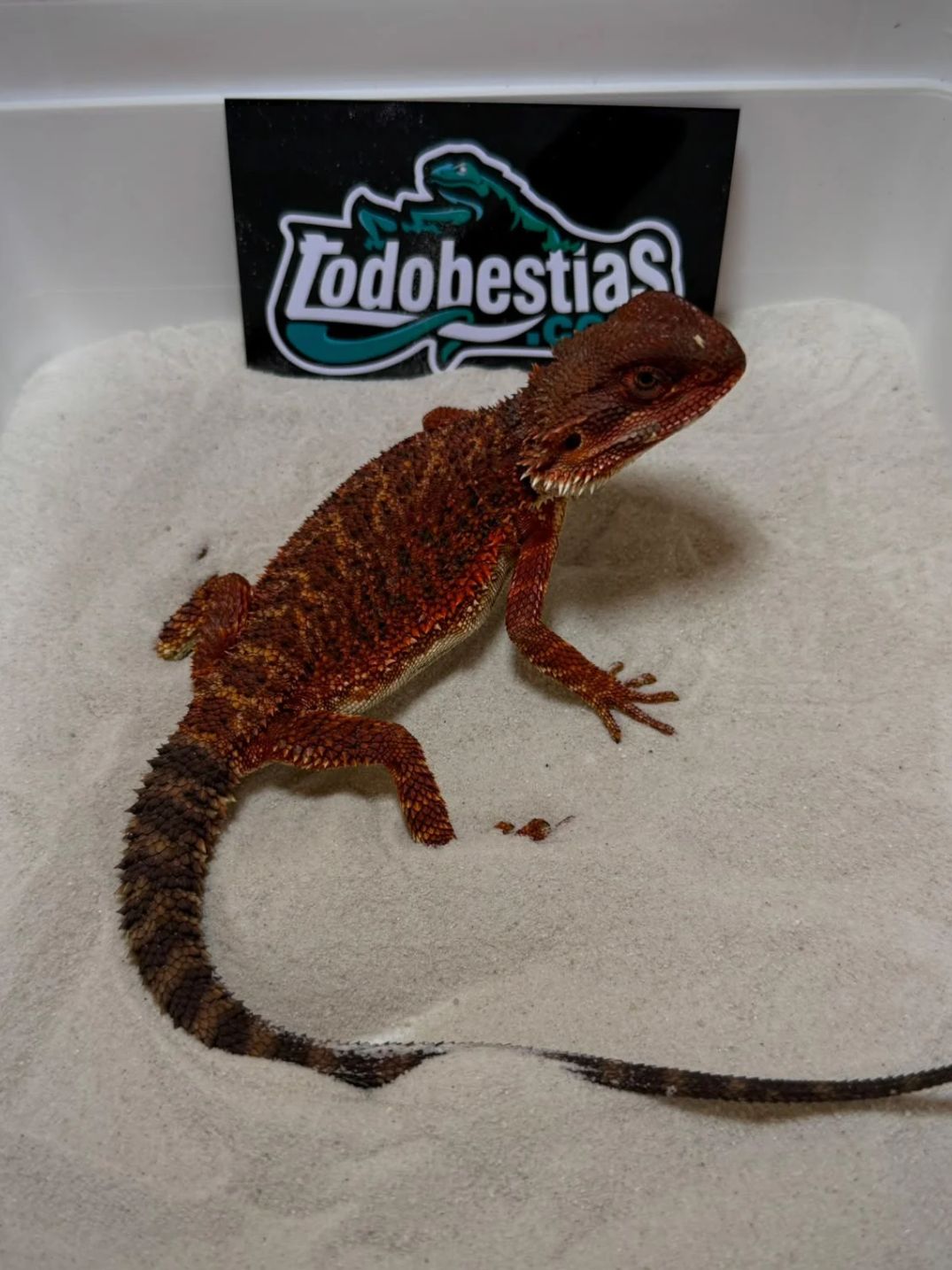 Pogona vitticeps Red Monster Nº12 Hembra