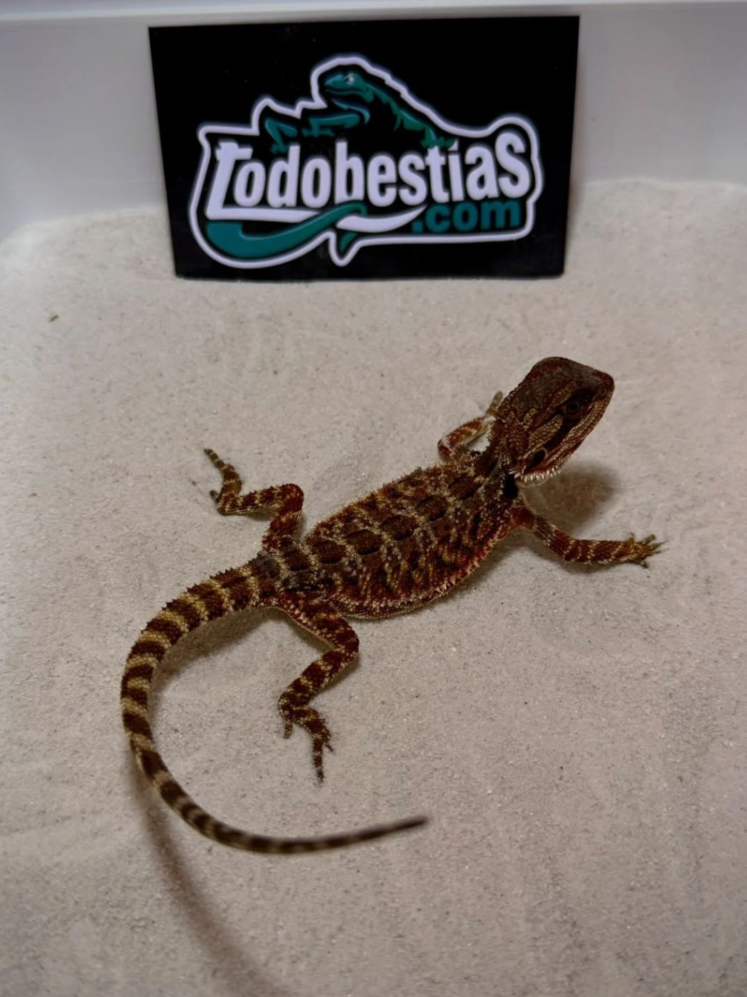 Pogona vitticeps Red Monster Nº13 Macho