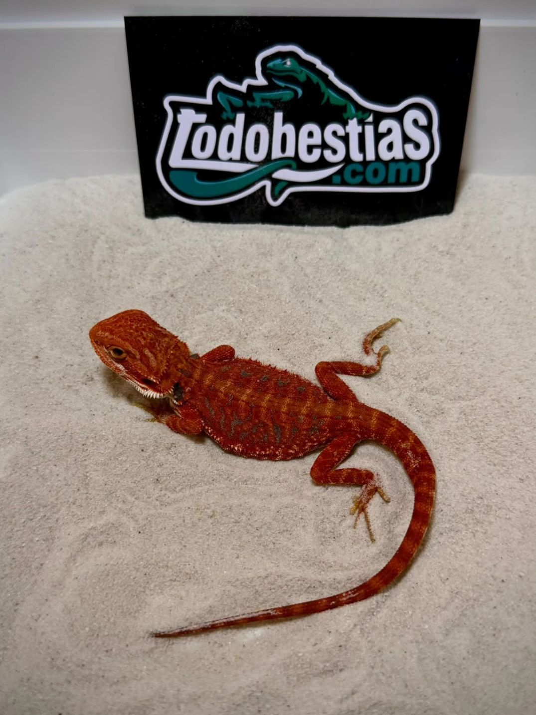 Pogona vitticeps Red Blue bar Hembra