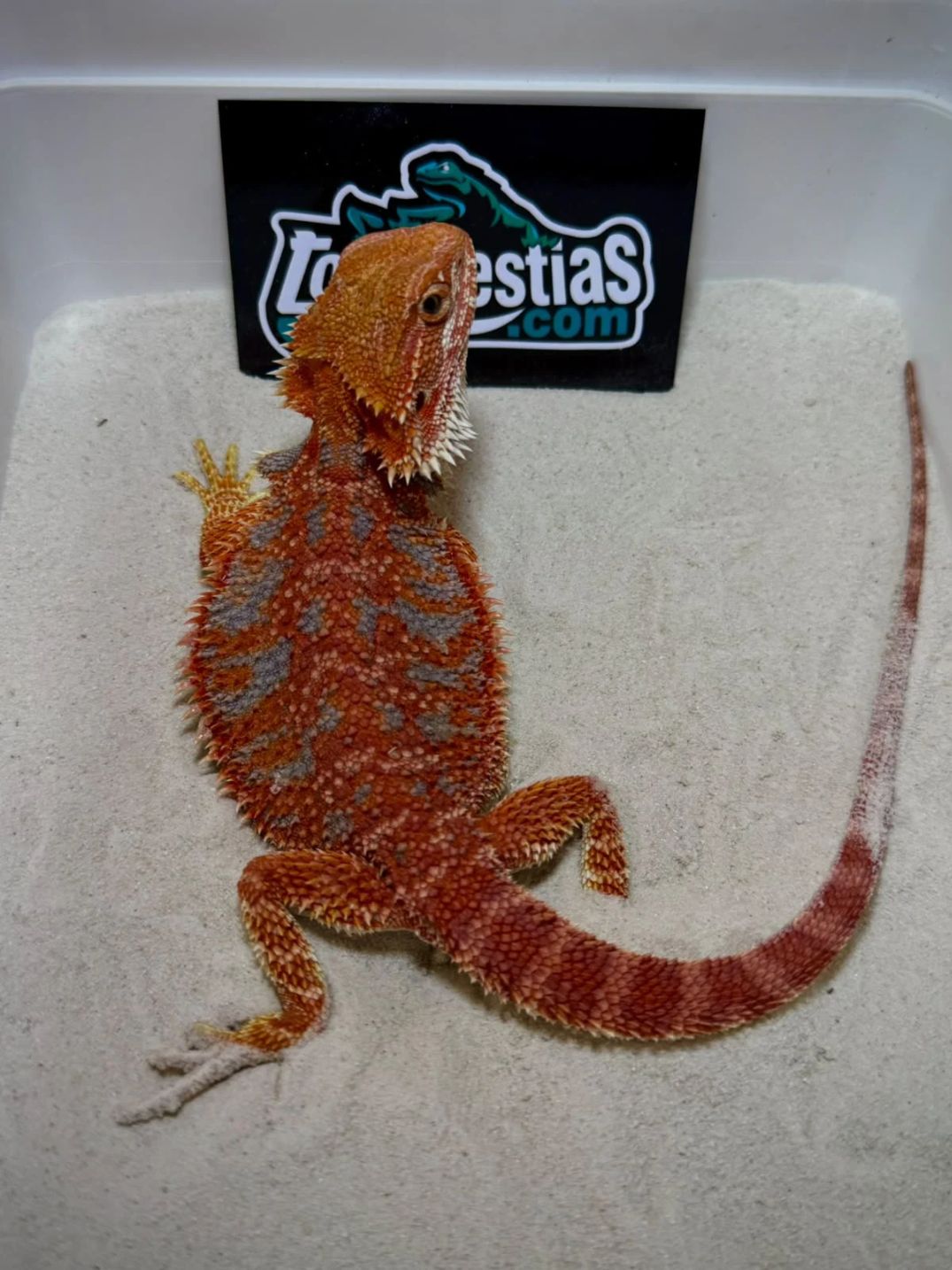 Pogona vitticeps Red Blue bar Macho