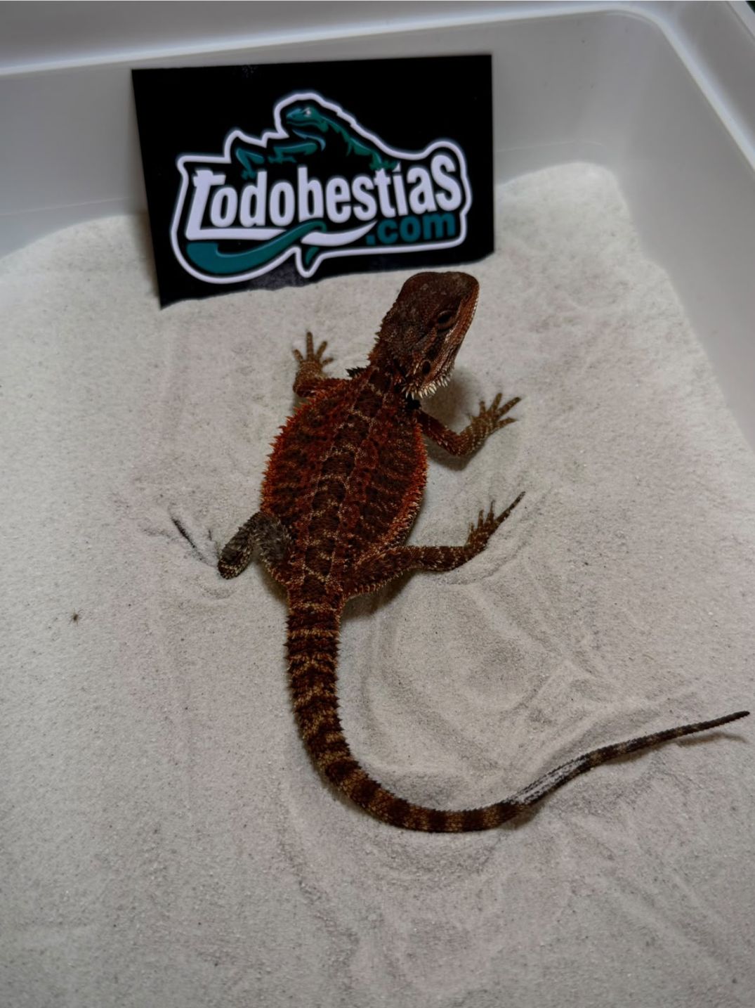 Pogona vitticeps Red Monster Nº6 Hembra