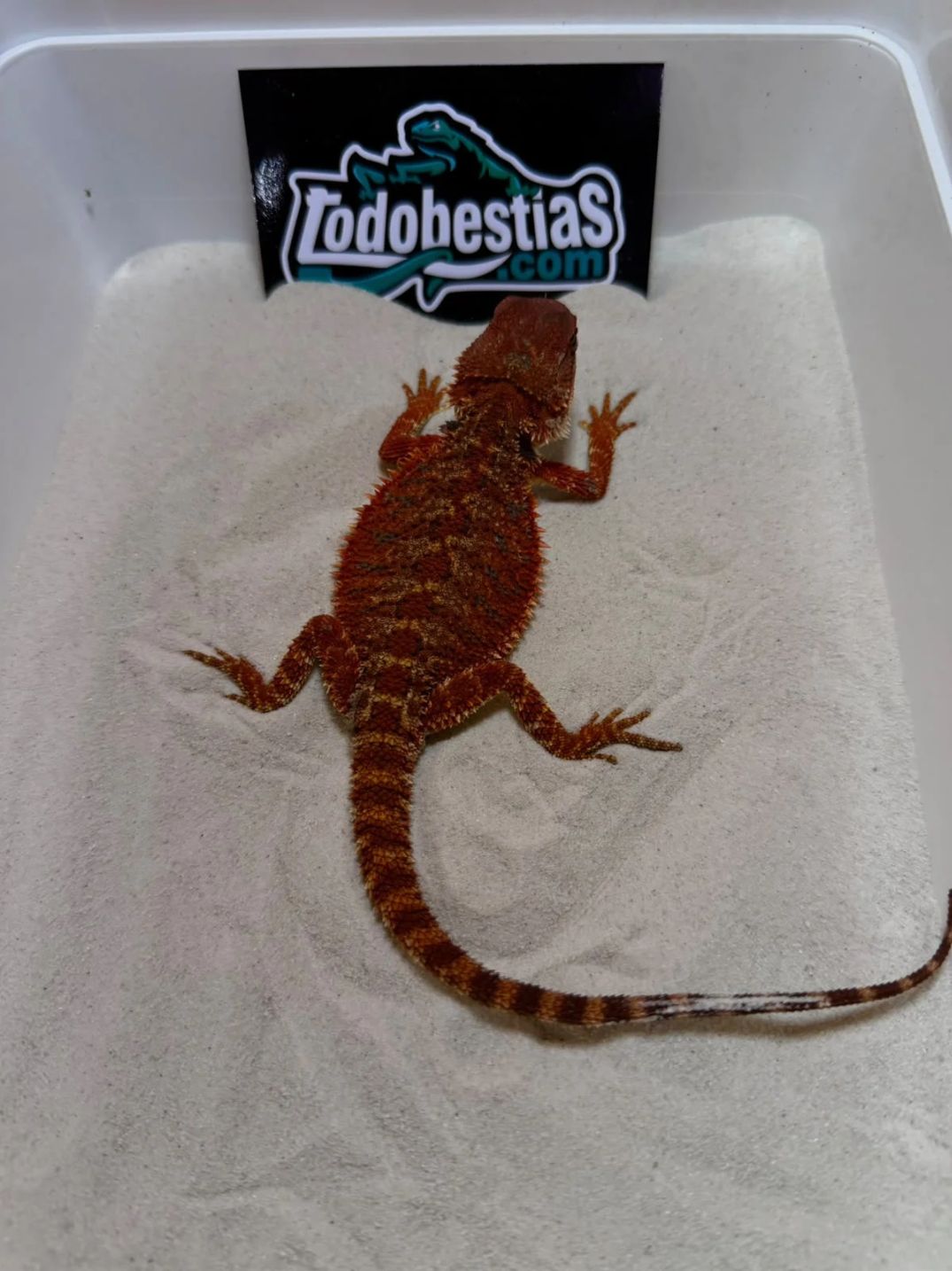 Pogona vitticeps Red Monster Nº3 Macho