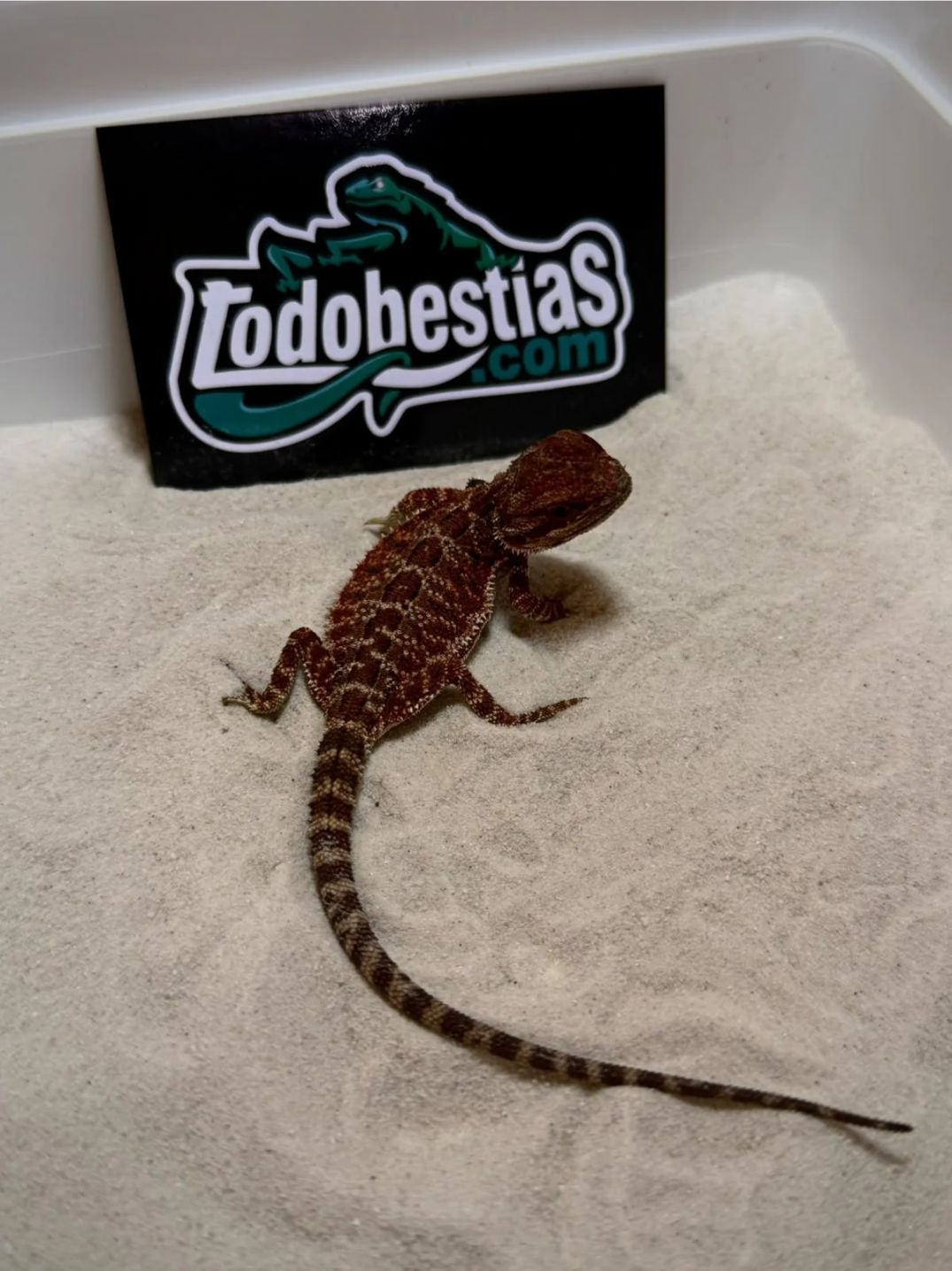 Pogona vitticeps Red Monster Nº5 Hembra