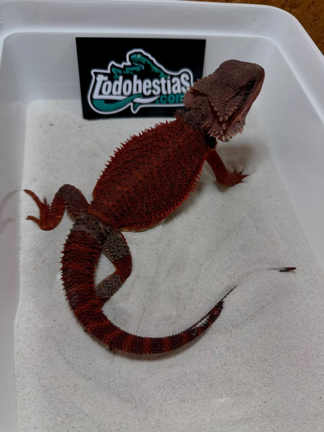 Pogona vitticeps Red Monster Nº1 Macho