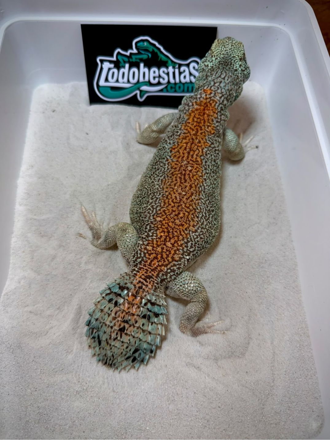 Uromastyx thomasi – Macho adulto